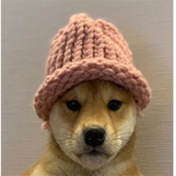 dogwifhat手机赚钱软件