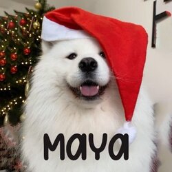 maya手机赚钱软件