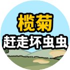 榄菊赶走坏虫虫